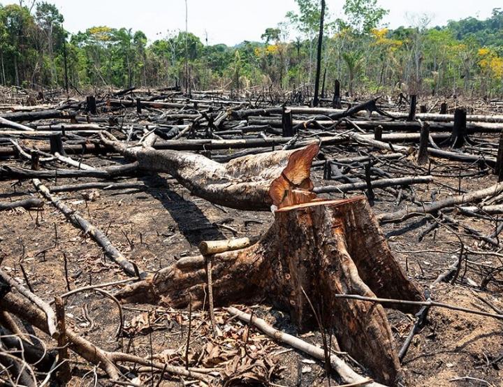 Según el estudio, la conversión de bosque nativo a otros usos de suelo provocó consistentemente reducciones significativas en el almacenamiento de carbono.