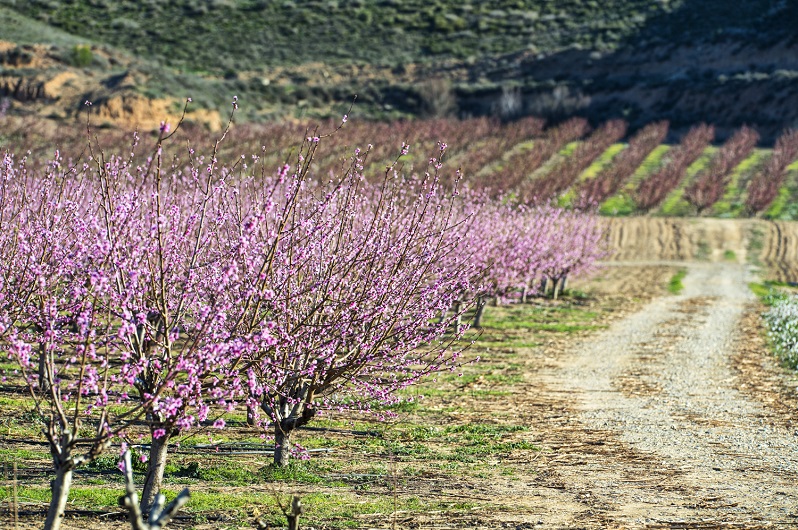 Campos en plena floración.