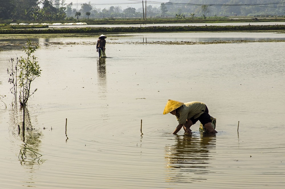 En Binh Dinh (Vietnam) el 40% de la tierra sigue contaminada más de cuatro décadas después de la guerra.