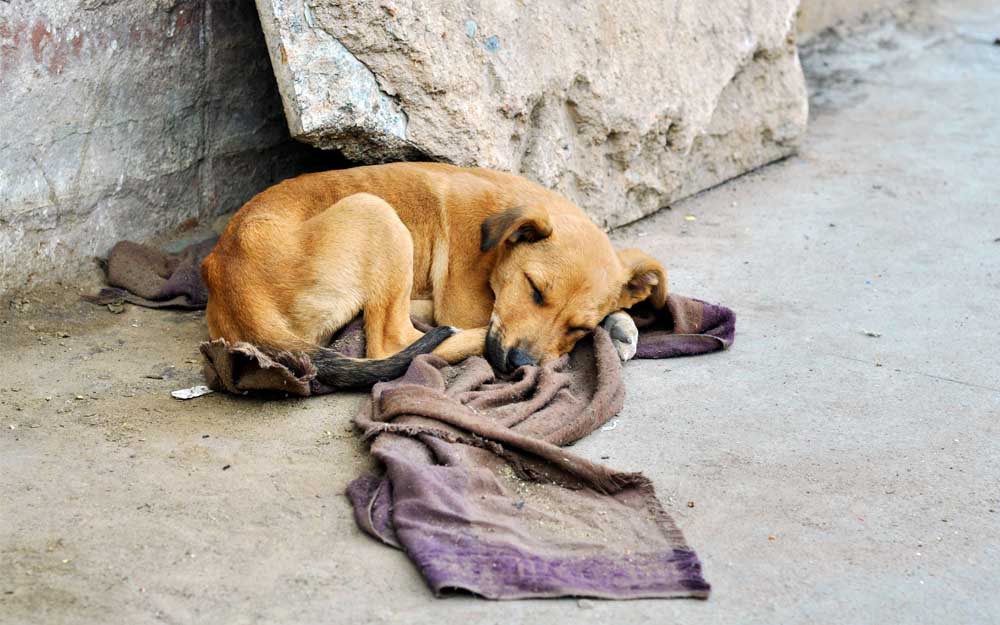 En 2021, se recogieron más de 285.000 perros y gatos abandonados a nivel nacional, 