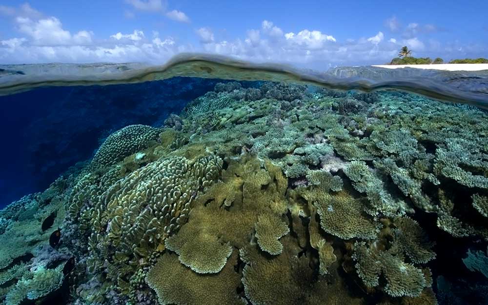 El ambicioso proyecto incluye la identificación y evaluación exhaustiva de los arrecifes de coral más amenazados.