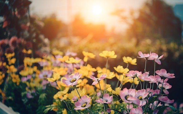 Consejos para cuidar nuestros jardines de una manera sostenible