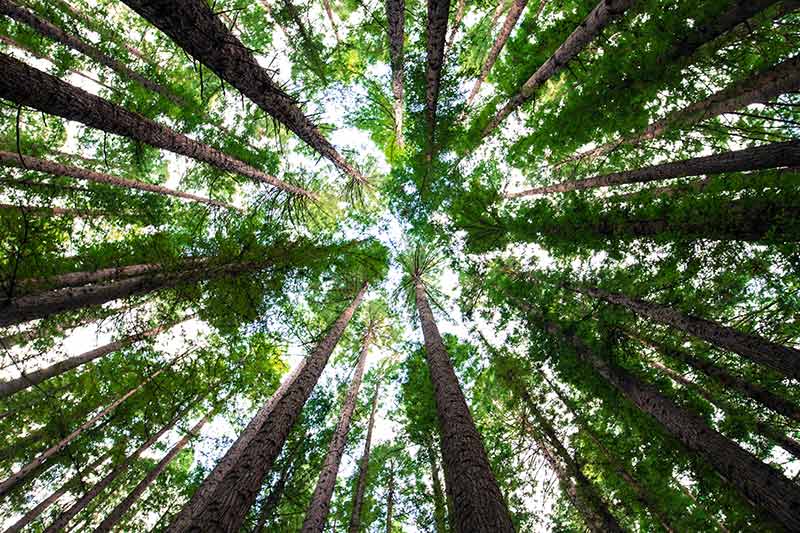 Los bosques, un sumidero esencial para compensar las emisiones de CO2