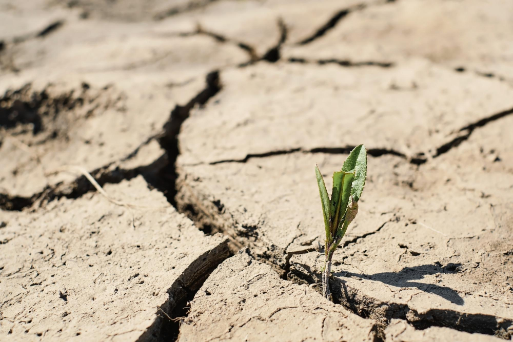Desafío medioambiental, un 75% del territorio español está en riesgo de desertificación.