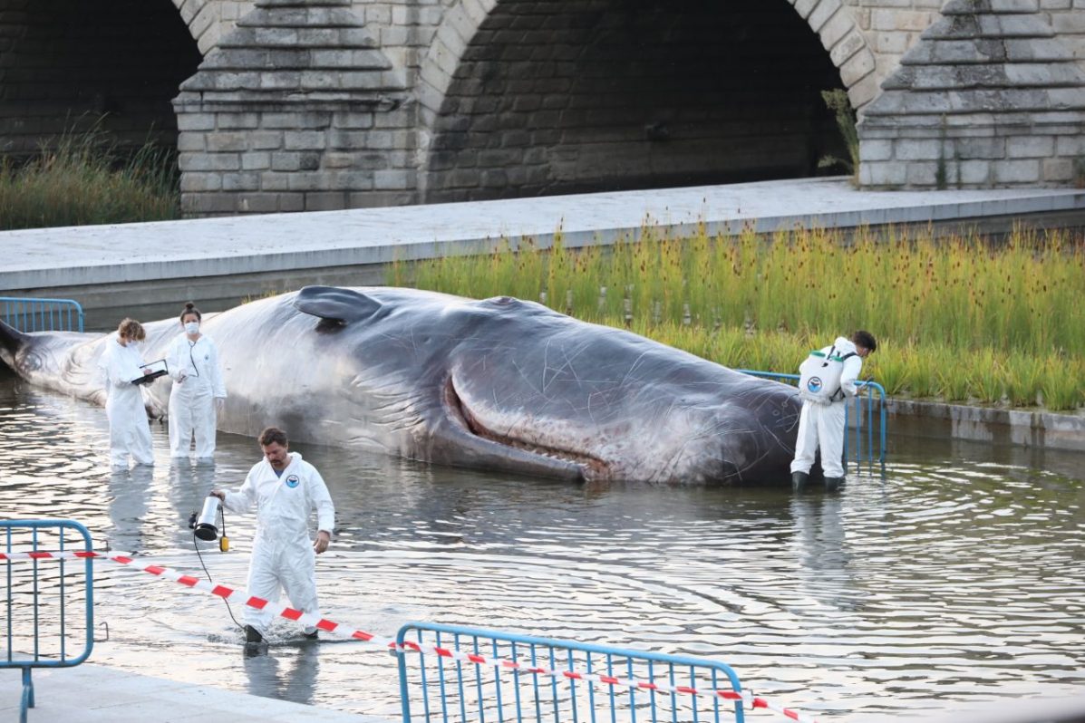 El animal es una escultura hiperrealista de más de 15 metros y 1.000 kilos de peso. Foto: Ayuntamiento de Madrid.