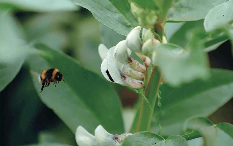 Granja San Francisco participa en el proyecto HA-BEE-TAT para la repoblación de las abejas.