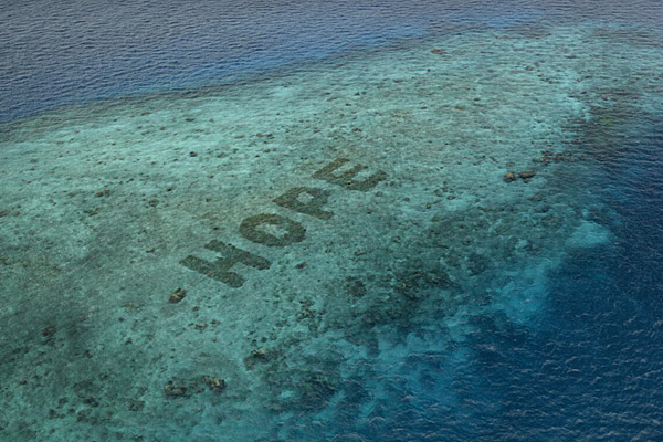 Hope Reef, la estrella del programa de restauración de arrecifes de coral más grande del mundo