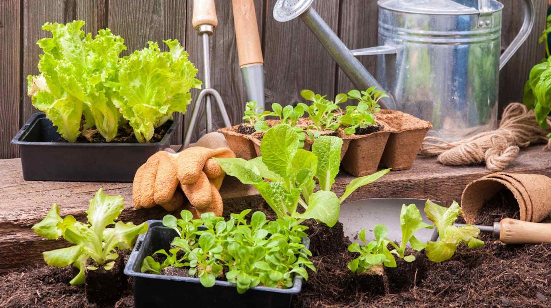 Bankia y Fundación Montemadrid lanzan el proyecto ‘Cultiva la Amistad’.
