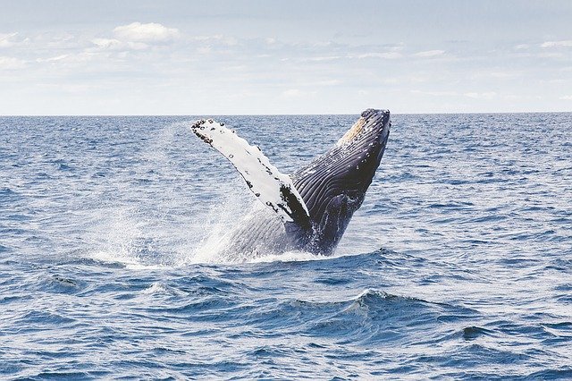 Actualmente existen 33 especies de cetáceos en aguas europeas 