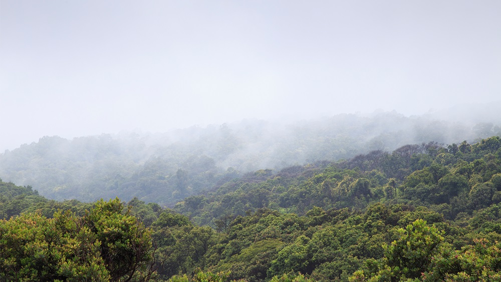 Nestlé asegura que el 80% de su cadena de suministro es libre de deforestación.