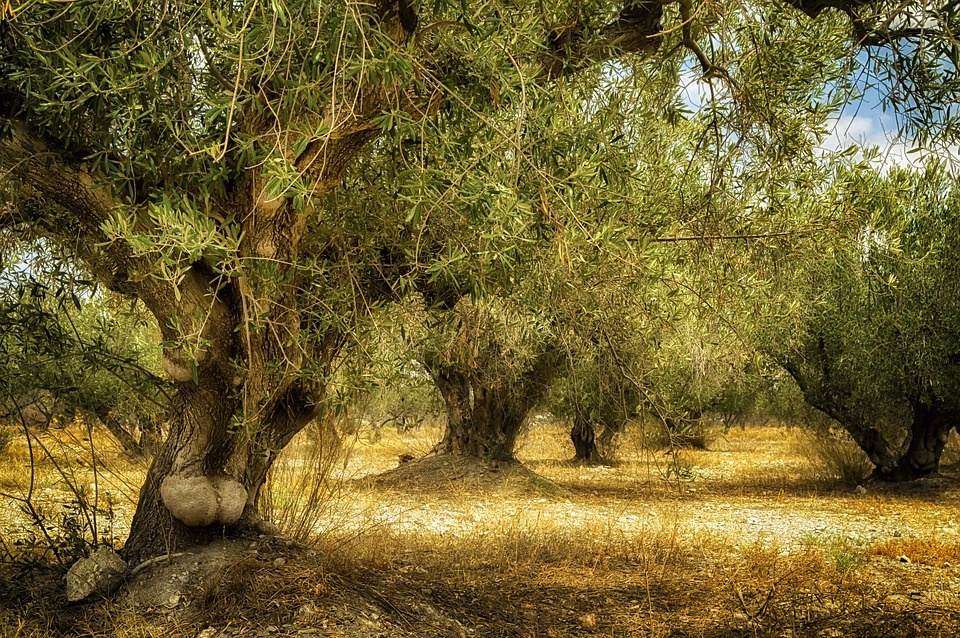 Olivos centenarios en situación de abandono.