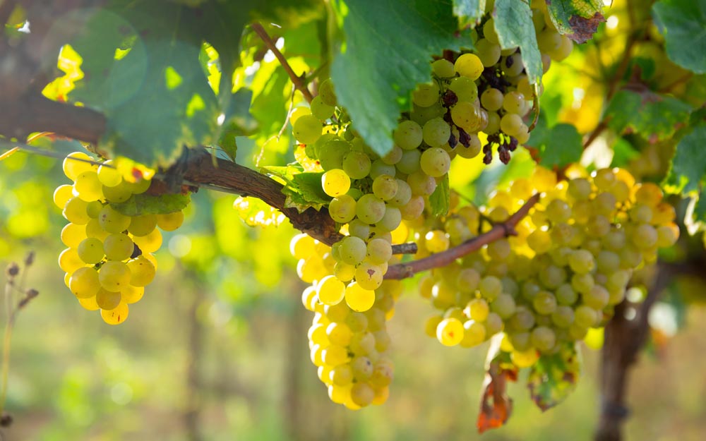 La iniciativa permite reaprovechar los subproductos agrícolas que genera la elaboración de vino.