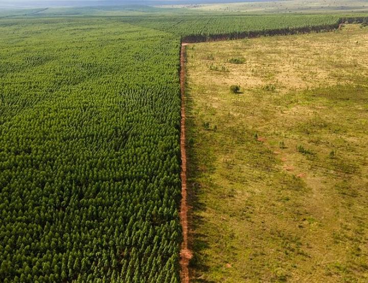 La deforestación aumenta el efecto del cambio climático, ya que hasta el 50 por ciento del agua que reciben los bosques amazónicos proviene de la evapotranspiración.