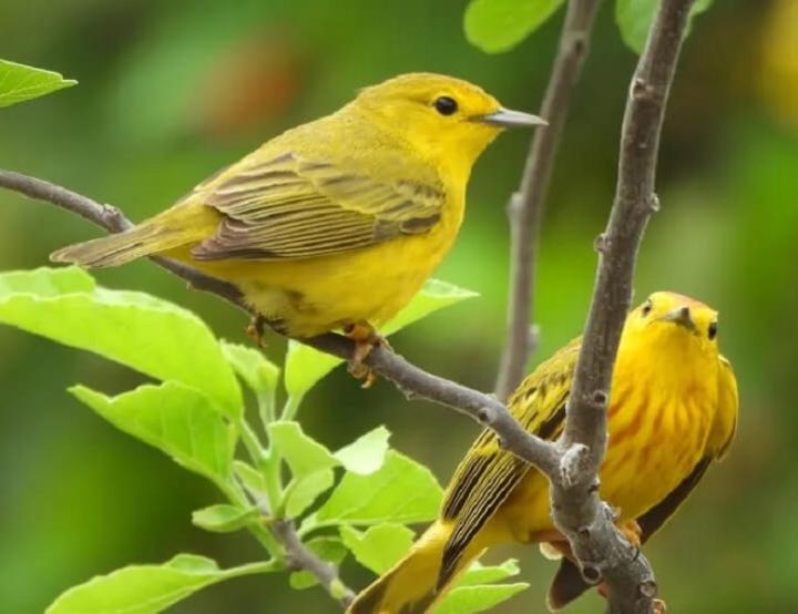 Los investigadores midieron el canto de las currucas amarillas, que generalmente se usa para protegerse de los intrusos, y los comportamientos físicos y agresivos, como acercarse al hablante y hacer vuelos repetidos a través de él.