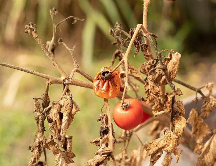 Los tratamientos con HB alivian la sintomatología causada por la sequía y mejoran la productividad de los cultivos como el tomate.