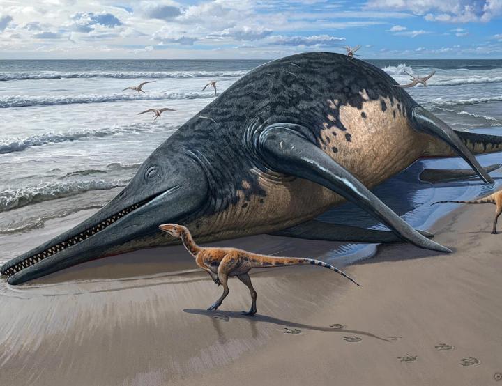 Imagen sobre una recreación de un 'Ichthyotitan severnensis' de más de 20 metros en una playa. Sergey Krasovskiy.