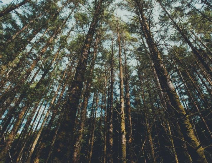 La protección de los ecosistemas forestales, una demanda creciente de la ciudadanía global.