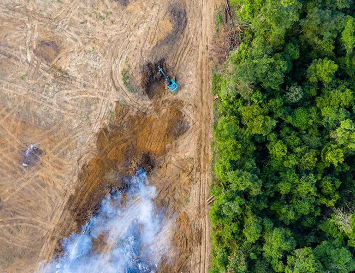 Los grupos de delincuencia organizada pueden participar en delitos forestales para aumentar sus beneficios o incrementar su influencia y control territorial. 