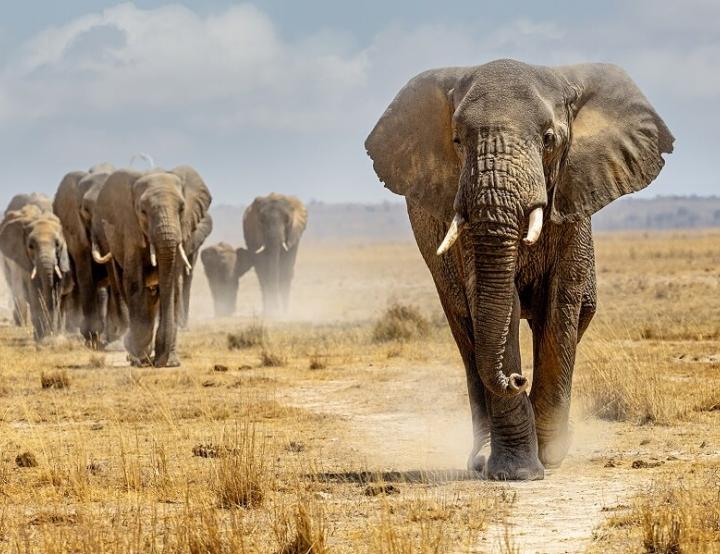  Las especies que evolucionaron para ser más grandes más rápidamente, como los elefantes, desarrollaron mejores defensas naturales contra el cáncer. 