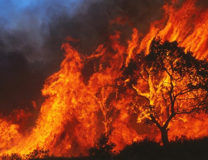 La exposición a corto plazo a PM2.5 derivadas de incendios forestales fue responsable de un promedio de 535 muertes anuales.