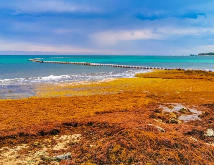 En el Caribe mexicano, más de 20.000 toneladas han sido retiradas manualmente en los primeros meses del año.