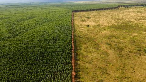 La deforestación aumenta el efecto del cambio climático, ya que hasta el 50 por ciento del agua que reciben los bosques amazónicos proviene de la evapotranspiración.