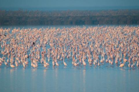 Flamencos en la marisma de Doñana. Foto: Rubén Rodríguez Olivares / EBD-CSIC.