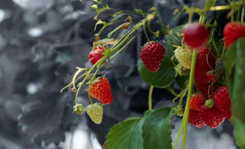 El objetivo del proyecto es alargar la vida útil de las fresas y reducir el desperdicio alimentario.