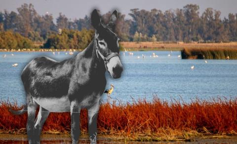 Los Burros Bomberos, aliados naturales en la prevención de incendios forestales, patrullan zonas de difícil acceso.
