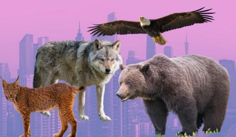 Los expertos afirman que la conservación de los carnívoros no puede limitarse solo a las tierras de conservación.