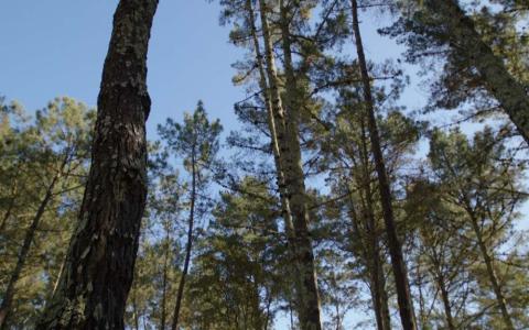 El ‘Bosque Naturgy’ se ubica en Cabanas, una zona degradada de Galicia.