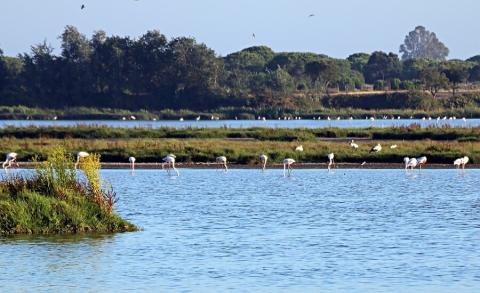 El 42% de estas extracciones ilegales se las llevan los cultivos bajo plástico de frutos rojos concentrados en la masa de la Rocina.