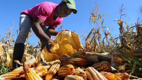 Un agricultor recolecta maíz en República Dominicana (Foto: Presidencia Rep. Dominicana)