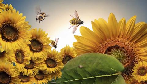 El número de abejas en la n-ésima generación coincide con el n-ésimo número de Fibonacci.