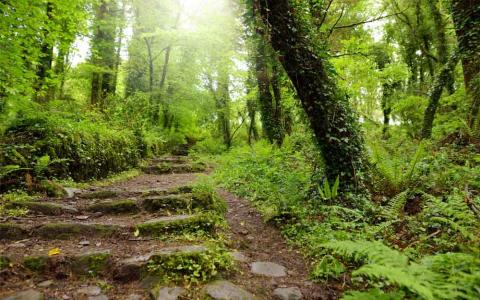 El estudio afirma que la sociedad utiliza 50.000 especies silvestres para cubrir necesidades básicas.