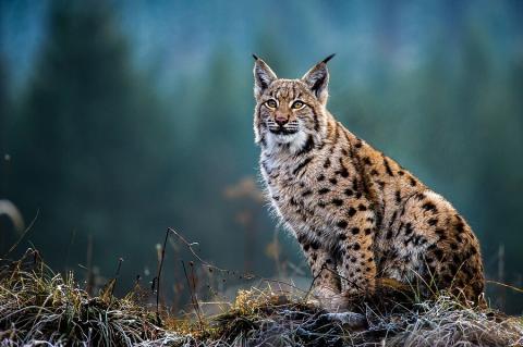 El estudio también indica que los esfuerzos de conservación están ayudando a salvaguardar las especies, como en el caso del lince ibérico.