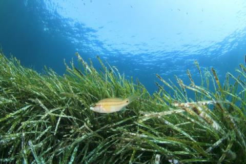 La posidonia es una planta endémica del Mediterráneo.