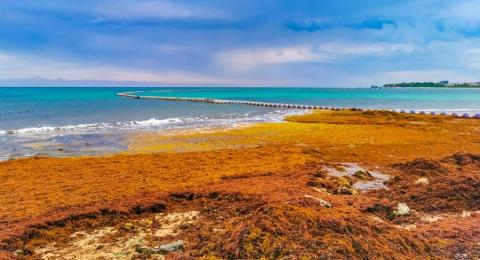 En el Caribe mexicano, más de 20.000 toneladas han sido retiradas manualmente en los primeros meses del año.