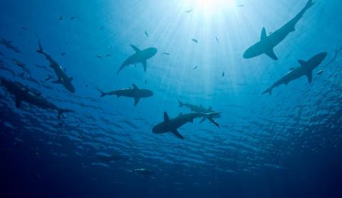 El número de tiburones, rayas y quimeras ha disminuido más de un 50% desde 1970.