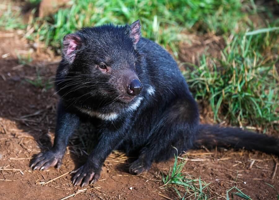 Imagen de uno de los demonios de Tasmania introducidos en Australia. Imagen de uno de los demonios de Tasmania introducidos en Australia.