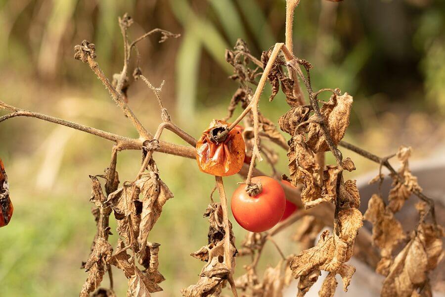 Los tratamientos con HB alivian la sintomatología causada por la sequía y mejoran la productividad de los cultivos como el tomate. Los tratamientos con HB alivian la sintomatología causada por la sequía y mejoran la productividad de los cultivos como el tomate.