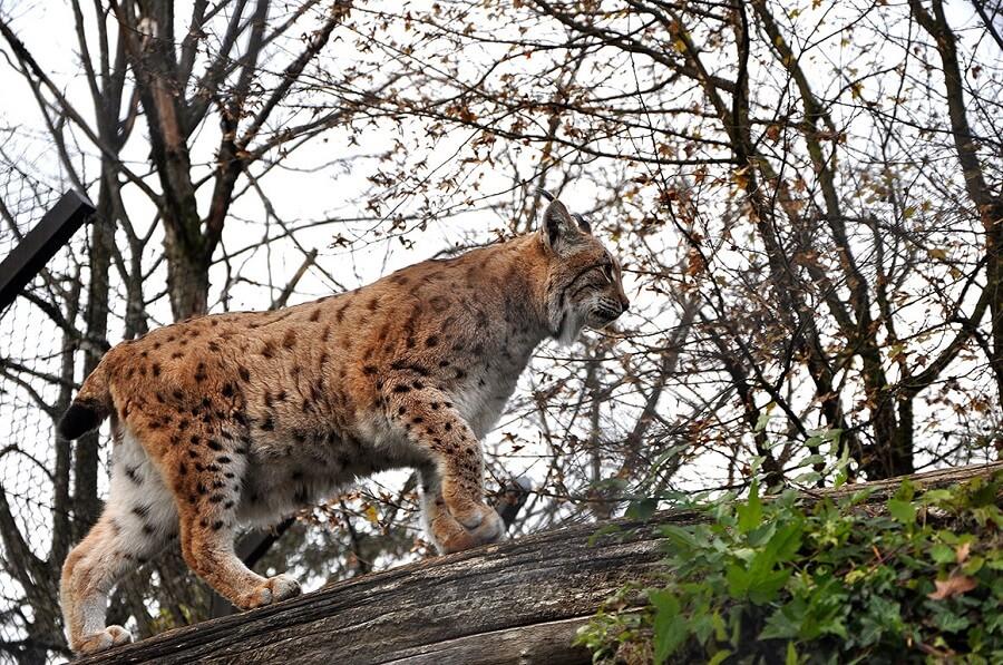 La caza furtiva y las muertes en carreteras siguen siendo las principales amenazas de los linces ibéricos. La caza furtiva y las muertes en carreteras siguen siendo las principales amenazas de los linces ibéricos.