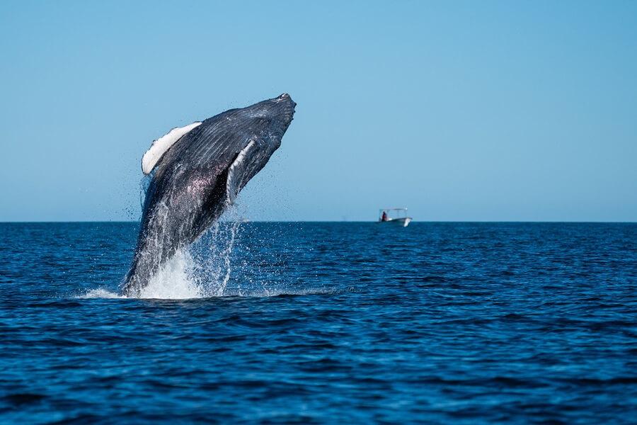 El rorcual de Rice, una especie de ballena descubierta recientemente como distinta del rorcual de Bryde, es endémico del Golfo de México y se encuentra en una situación crítica. El rorcual de Rice, una especie de ballena descubierta recientemente como distinta del rorcual de Bryde, es endémico del Golfo de México y se encuentra en una situación crítica.