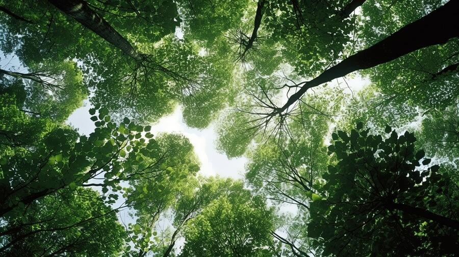 La superficie de bosques certificados en 2025 supone un crecimiento del 14 % respecto a junio de 2024. La superficie de bosques certificados en 2025 supone un crecimiento del 14 % respecto a junio de 2024.