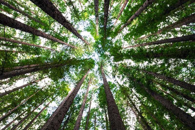 Los bosques, un sumidero esencial para compensar las emisiones de CO2