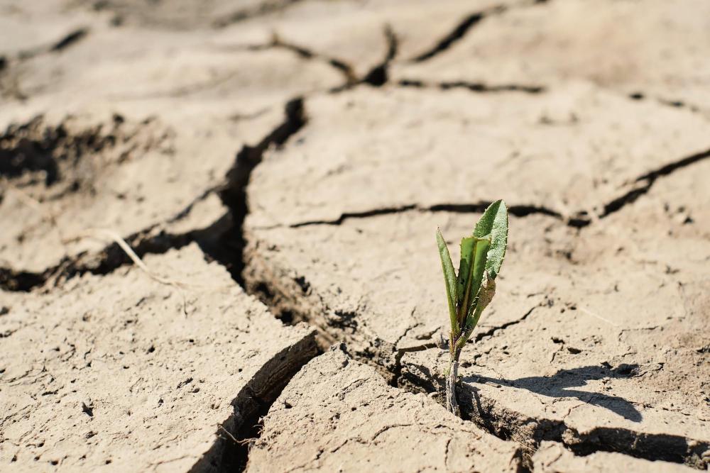 Desafío medioambiental, un 75% del territorio español está en riesgo de desertificación.