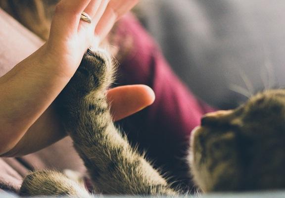 La interacción con animales disminuye el estrés y relaja la presión arterial