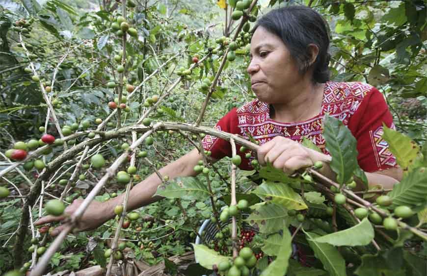 El comercio justo busca un desarrollo sostenible mediante un modelo comercial y económico más humano, respetuoso y ecológico. El comercio justo busca un desarrollo sostenible mediante un modelo comercial y económico más humano, respetuoso y ecológico.