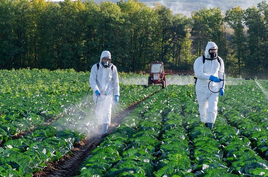El equipo internacional de investigadores revisó 1.705 estudios sobre los efectos de 471 pesticidas. El equipo internacional de investigadores revisó 1.705 estudios sobre los efectos de 471 pesticidas.