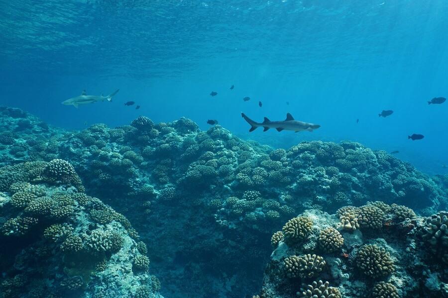 Un equipo de la Asociación Escocesa de Ciencias Marinas (SAMS) hizo el descubrimiento del “oxígeno oscuro” mientras realizaba trabajo de campo desde un barco en el Océano Pacífico. Un equipo de la Asociación Escocesa de Ciencias Marinas (SAMS) hizo el descubrimiento del “oxígeno oscuro” mientras realizaba trabajo de campo desde un barco en el Océano Pacífico.